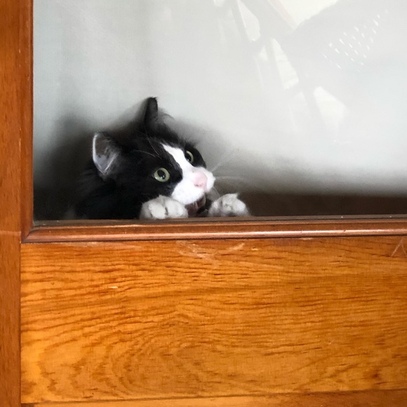 Posh Ambassador II, Anita 😊😊❤️❤️ - Picture 5 of 12